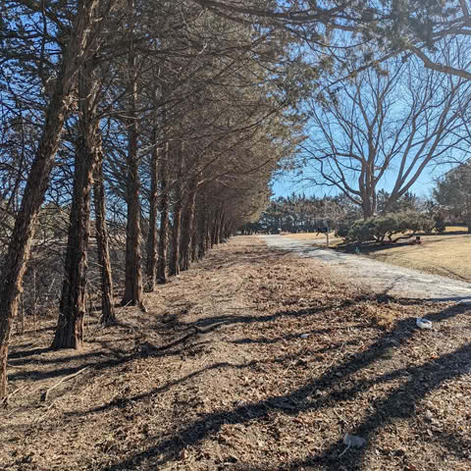 Land Clearing