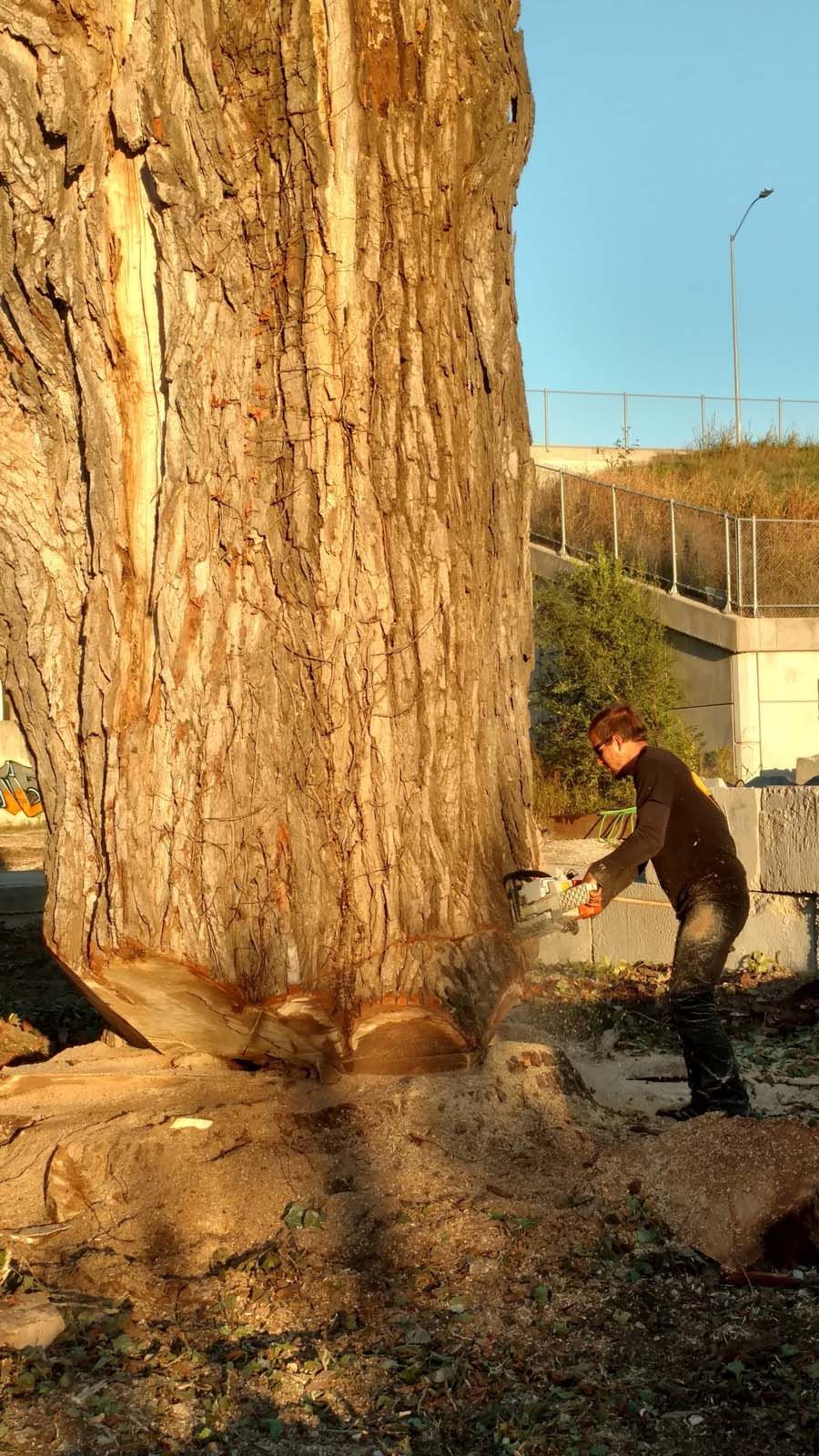 Tree Removal