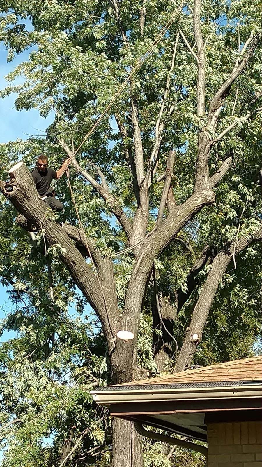 Tree Trimming